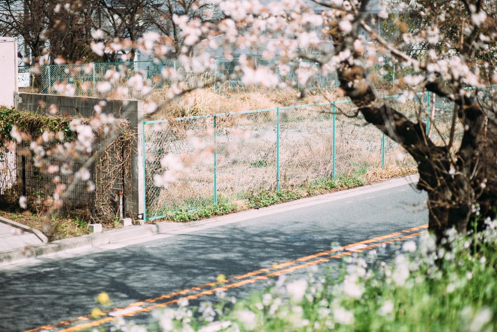 満開の桜が咲く河川敷の道路沿いの風景