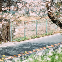 満開の桜が並ぶ河川敷の空き地と春風景の写真