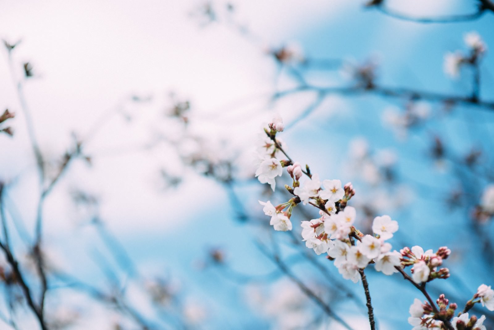 青い空を背景に咲く薄いピンク色の桜の花