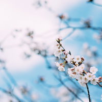 青い空に咲く桜の花の写真