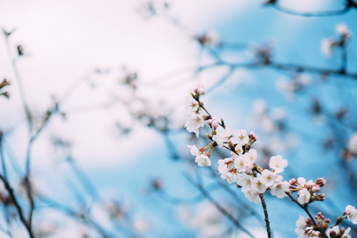 青い空に咲く桜の花
