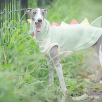 緑の草地で口を大きく開けた散歩中のイタリアングレーハウンドの写真