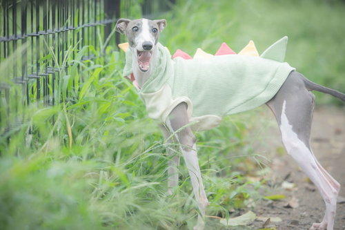 緑の草地で口を大きく開けた散歩中のイタリアングレーハウンド