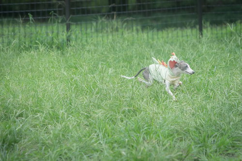 ドッグランの芝生を無邪気に走り回るイタリアングレーハウンド