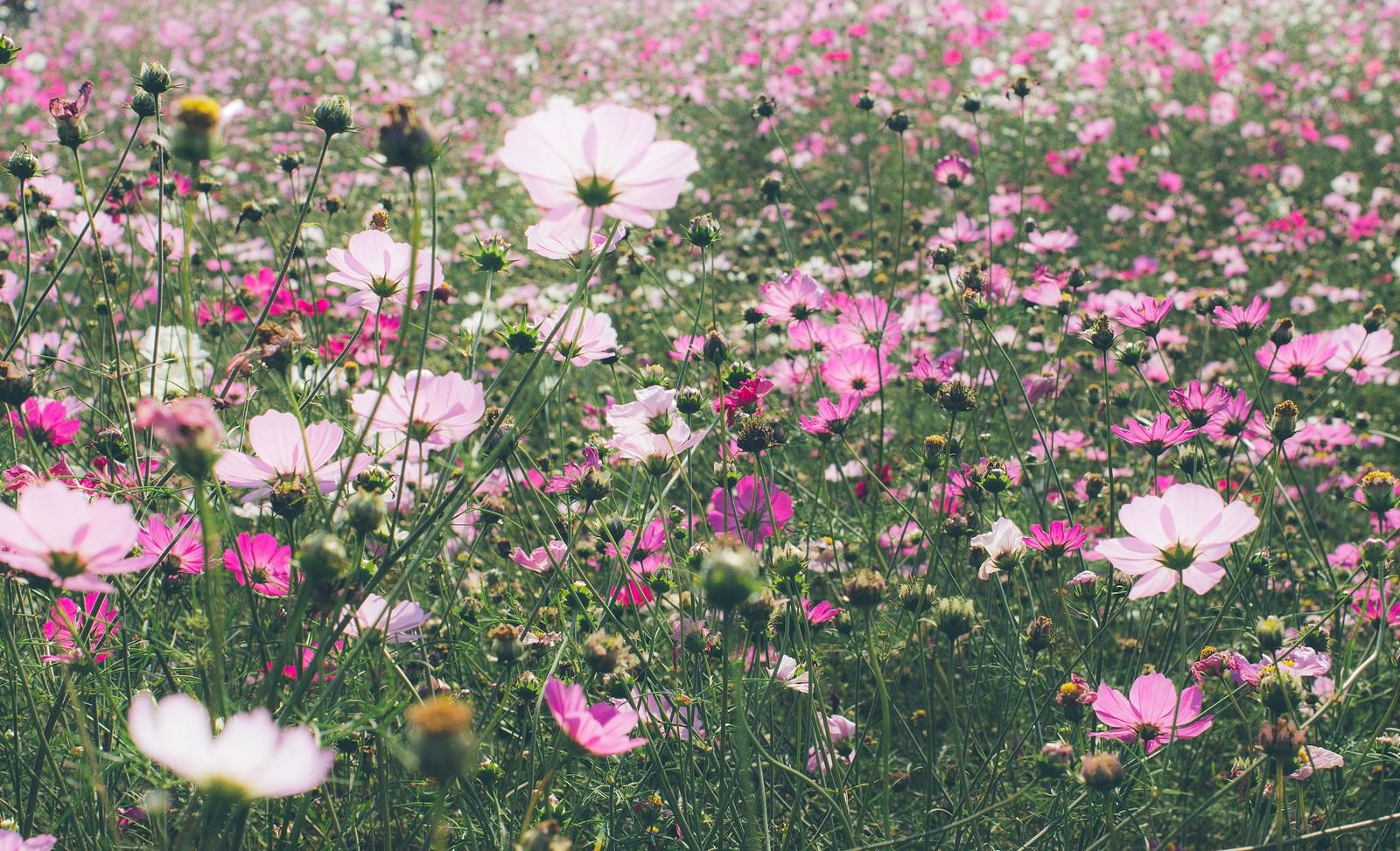 ピンクと白のコスモスが咲く秋の花畑