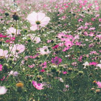 ピンク色に満ちたコスモス畑の風景、秋の花々が群生する自然風景の写真