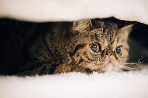 短毛ペルシャ猫。愛嬌のあるエキゾチックショートヘア