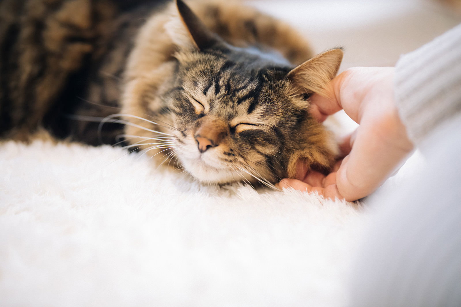 白いシーツの上で撫でられながら眠るキジトラ猫