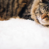 ふかふかの白い布で眠る猫、キジトラ模様のペットの写真