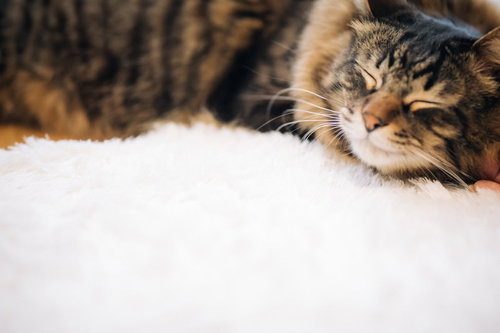 ふかふかの白い布で眠る猫、キジトラ模様のペット