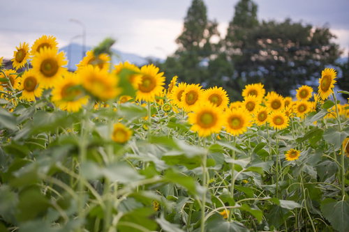 夕暮れ時に咲く広大なひまわり畑の風景