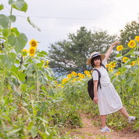 背丈よりも高い向日葵に手を伸ばす麦わら女子の写真