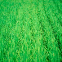 夏の田んぼに育つ青々とした稲の風景の写真