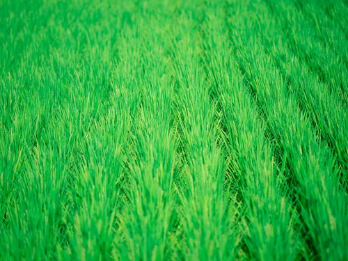 夏の田んぼに育つ青々とした稲の風景