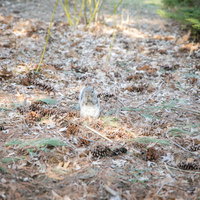 公園の地面で松ぼっくりと落ち葉の中から種を食べるリスの写真