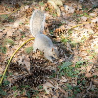 公園の落ち葉で松ぼっくりを探す野生のリスの写真