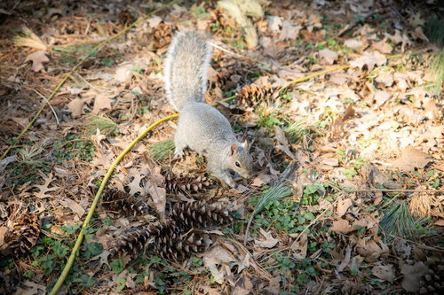 公園の落ち葉で松ぼっくりを探す野生のリス