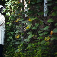 ストーカー気質のエト牛に見つめられる女性の写真