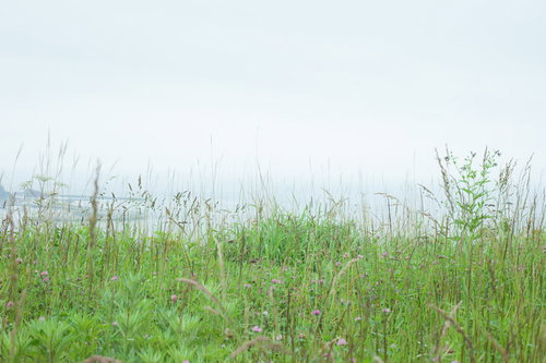 野原にひとりぼっち