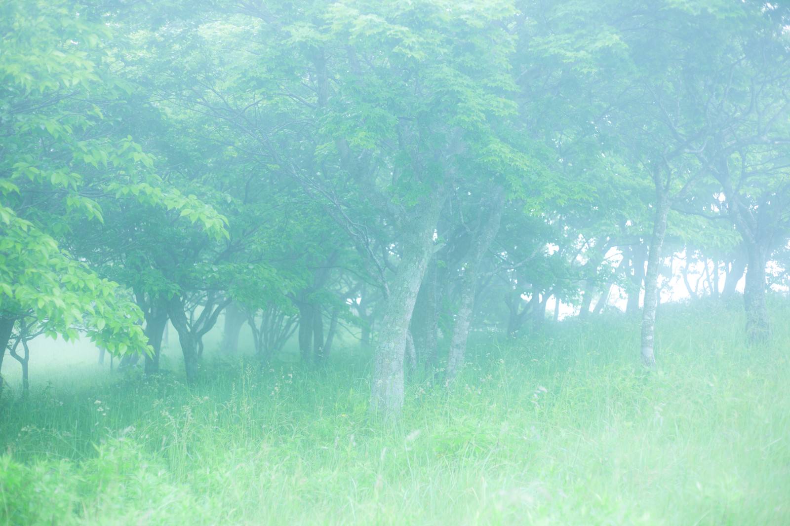 霧がたちこめる初夏の広葉樹の林