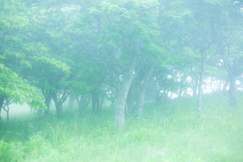 霧がたちこめる初夏の広葉樹の林
