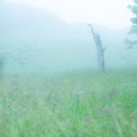 辺り一面に靄がかかった草原の湿原を朝霧が包む風景の写真