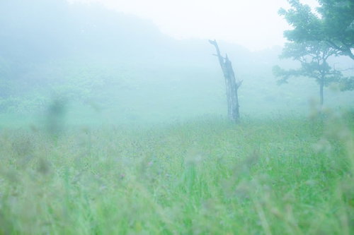 辺り一面に靄がかかった草原の湿原を朝霧が包む風景