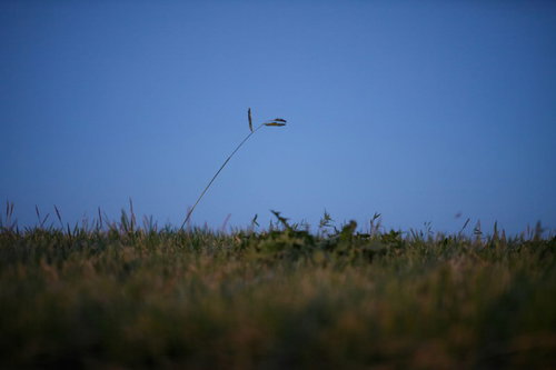 闇夜に照らされる雑草魂