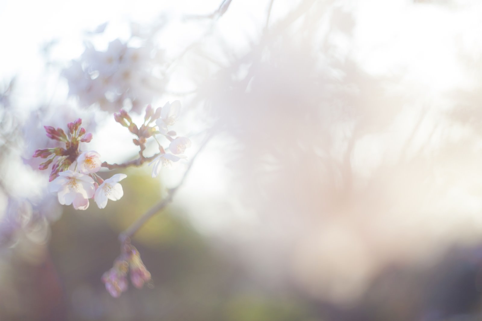 春の光の中に浮かぶ桜の枝とつぼみ