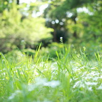 草原に迷い込んだ小人の視点の写真