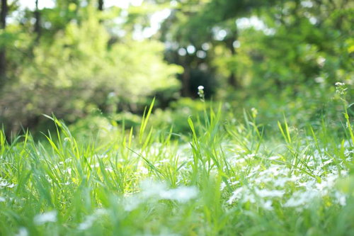 草原に迷い込んだ小人の視点