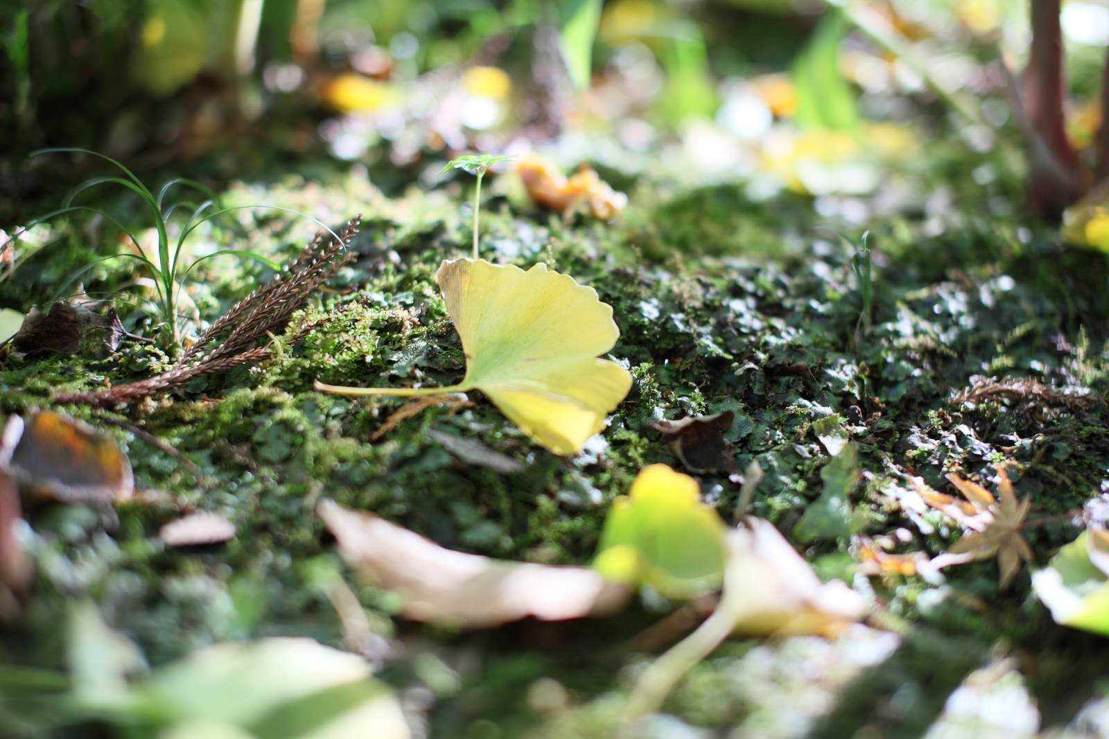 苔の上に落ちた黄色いイチョウの葉