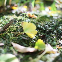 苔むした地面に落ちたイチョウの黄葉と秋の自然風景の写真