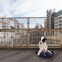 路頭に迷い座り込むエト牛、都市風景の中での迷走の写真