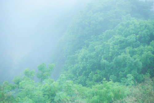 勇者の行く手を阻む森