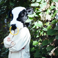 困ったらいつでも牧場においで、牛の被り物で優しくアドバイスの写真