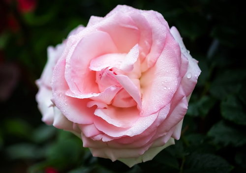 雨水に濡れたピンクのバラ一輪