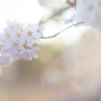 明るい光に照らされた白からピンクの桜の花と黄色い芯の接写の写真