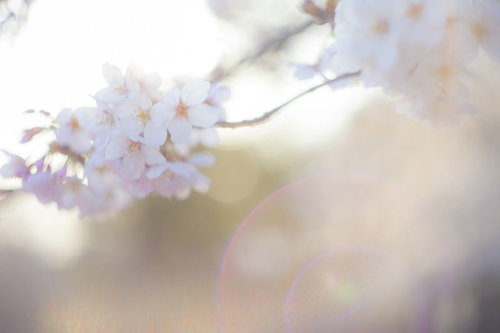 明るい光に照らされた白からピンクの桜の花と黄色い芯の接写