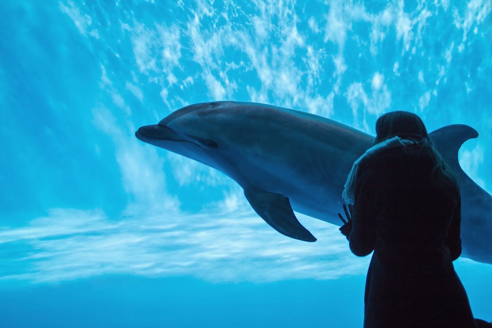 水族館の水槽でイルカを眺める女性の姿
