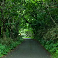 ちょっと先が怖い薄暗い林道を進む樹海の散策路の写真