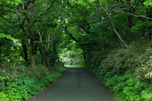 ちょっと先が怖い薄暗い林道を進む樹海の散策路の写真