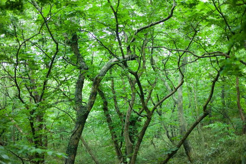喧噪を忘れ、大自然に現実逃避できる樹海の森