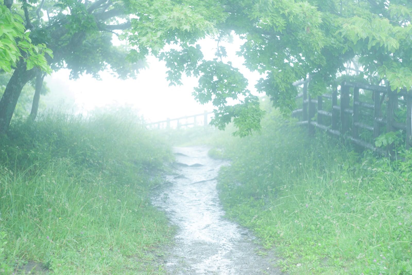 霧に包まれた山道を進むと小川と橋が見える風景