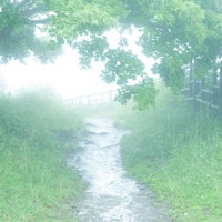 霧の先には続く山道 朝靄に包まれた自然風景の写真