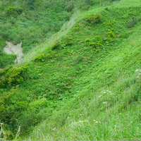 緑に覆われた山の斜面、露出した土壌と多様な植生が見える自然風景の写真