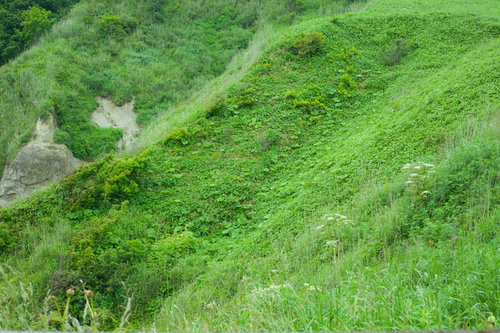 緑に覆われた山の斜面、露出した土壌と多様な植生が見える自然風景