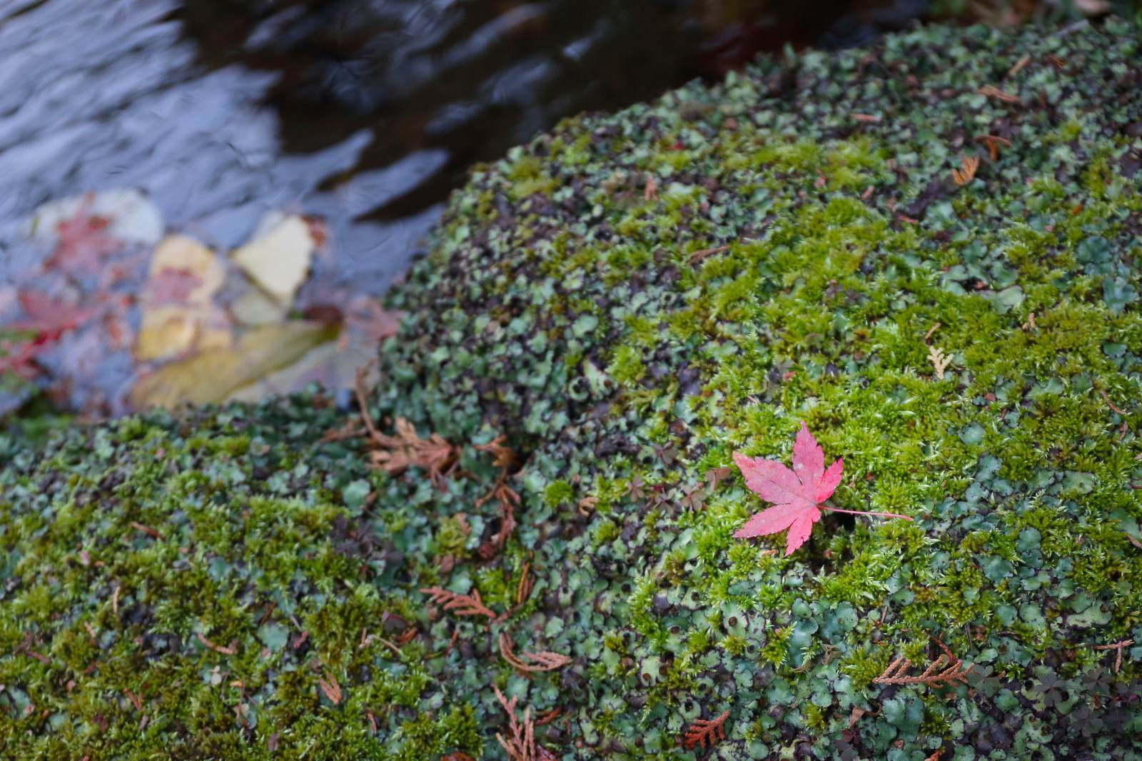 緑の苔に落ちたピンク色のモミジの葉、背景に川