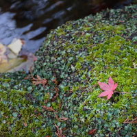 そうだ旅に行こう、秋の紅葉と苔むした石、川辺の自然風景の写真