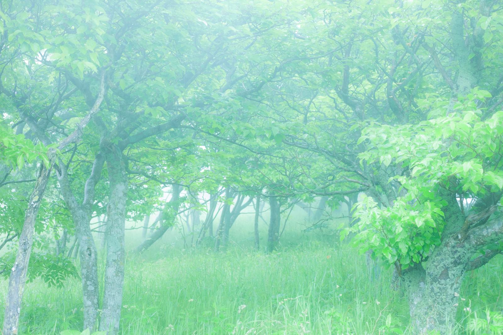 霧の中に続く緑の林